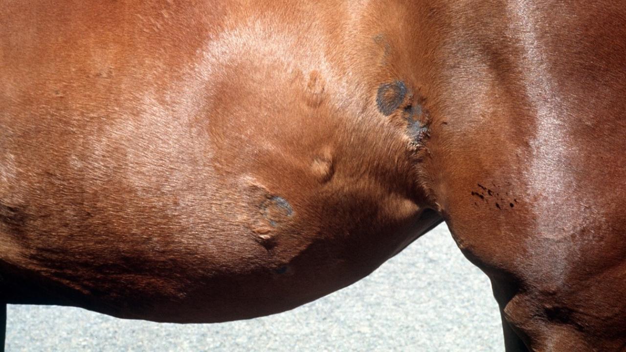 Ringworm In Horses